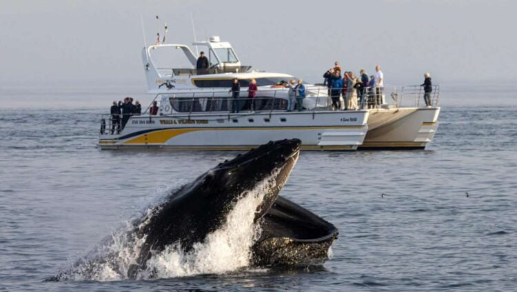 Eagle Wing Tours whale watching vessel in Victoria, British Columbia